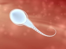 Искусственная сперма (сперматиды)