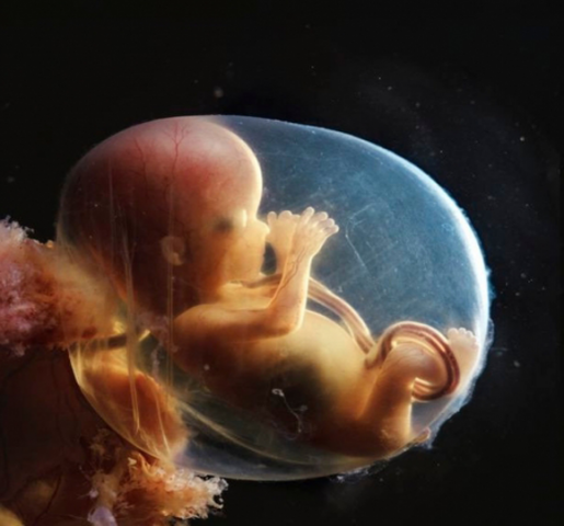После переноса эмбриона при ЭКО